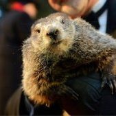 punxsutawney+phil